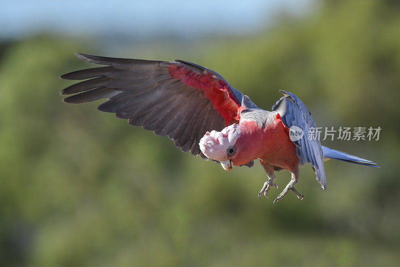 飞行杆(Eolophus roseicapilla)